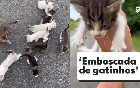 The man stops on the road to rescue the kitten and falls into an ‘ambush’ along with the rest of the litter.  domestic animal