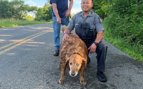 Police rescue Golden Retriever in a sewer pipe after going missing for two days.  domestic animal