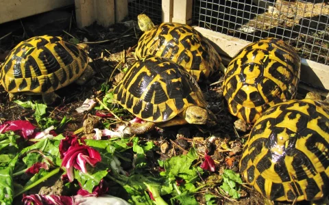 Expert Care Tips for Hermann’s Tortoises