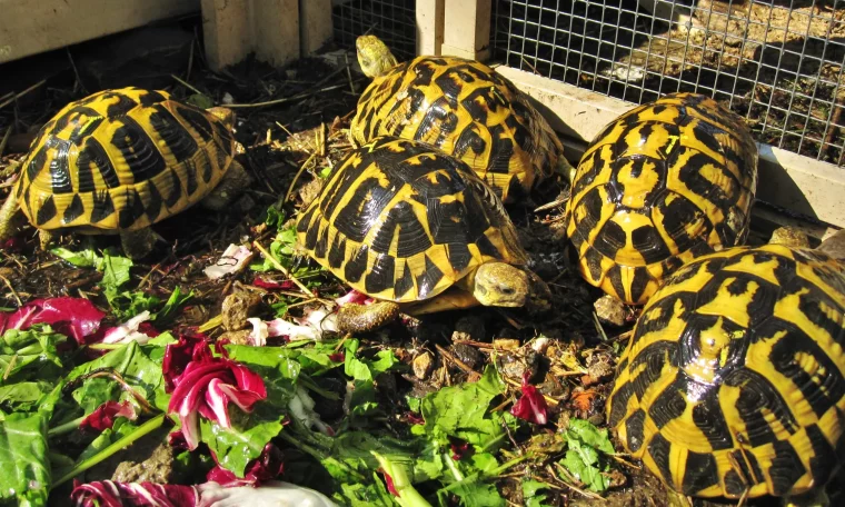 Expert Care Tips for Hermann’s Tortoises