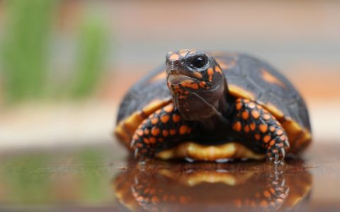 Creating the Perfect Meal Plan for Your Red-footed Tortoise